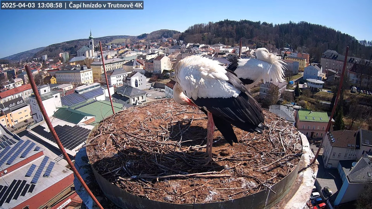 Tiešraidē no stārķa ligzdas uz alus darītavas skursteņa Trutnovā 15-13-43 screenshot