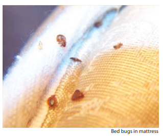 Bed Bugs | Richardson, TX