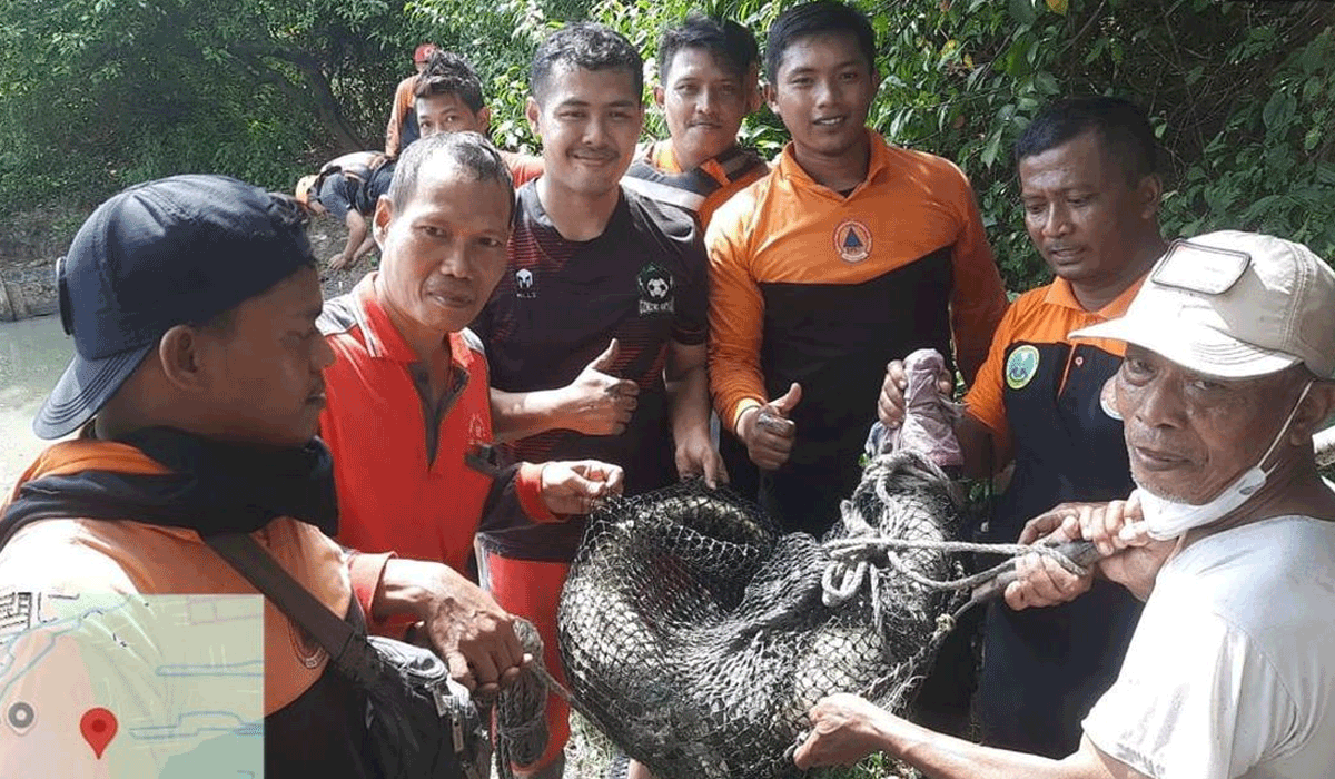 Kemunculan Buaya Muara di Rungkut Surabaya Bikin Warga Panik dan Resah