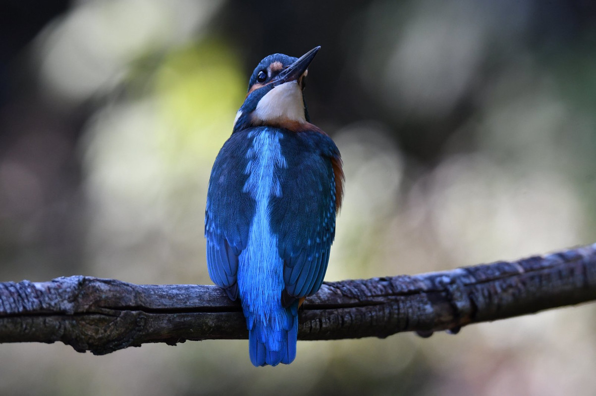 blue-kingfisher.jpg