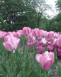 Animated-tulips