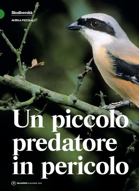 melaverde Nov 2022 (1)