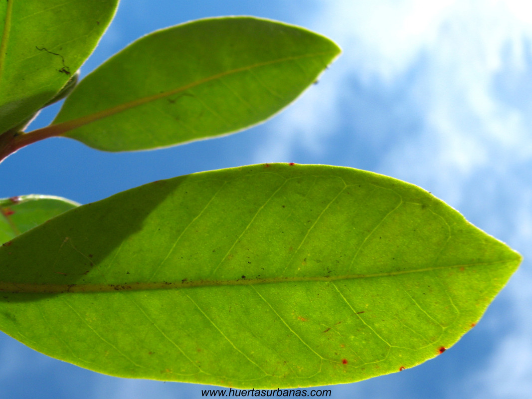 huertasurbanas_com_20180311_114345psidium_robustum-2