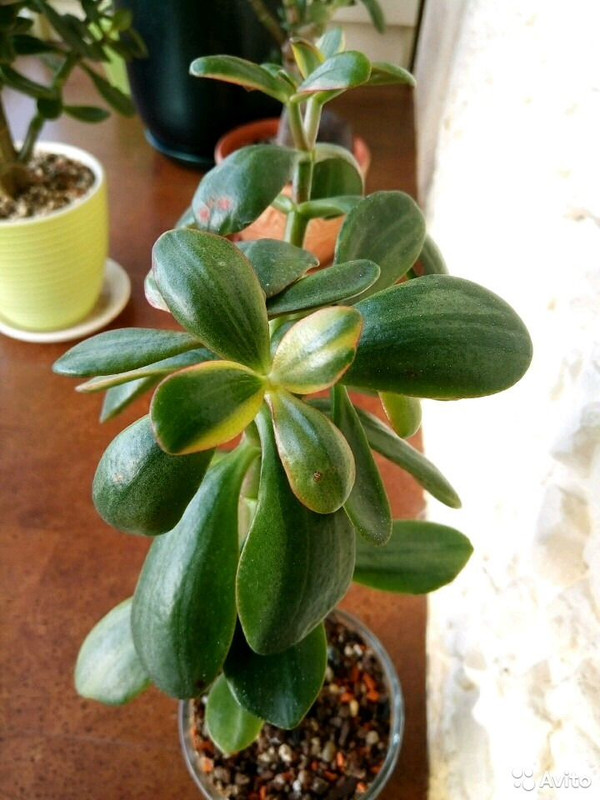 Крассула вариегатная Hummel's Ghost