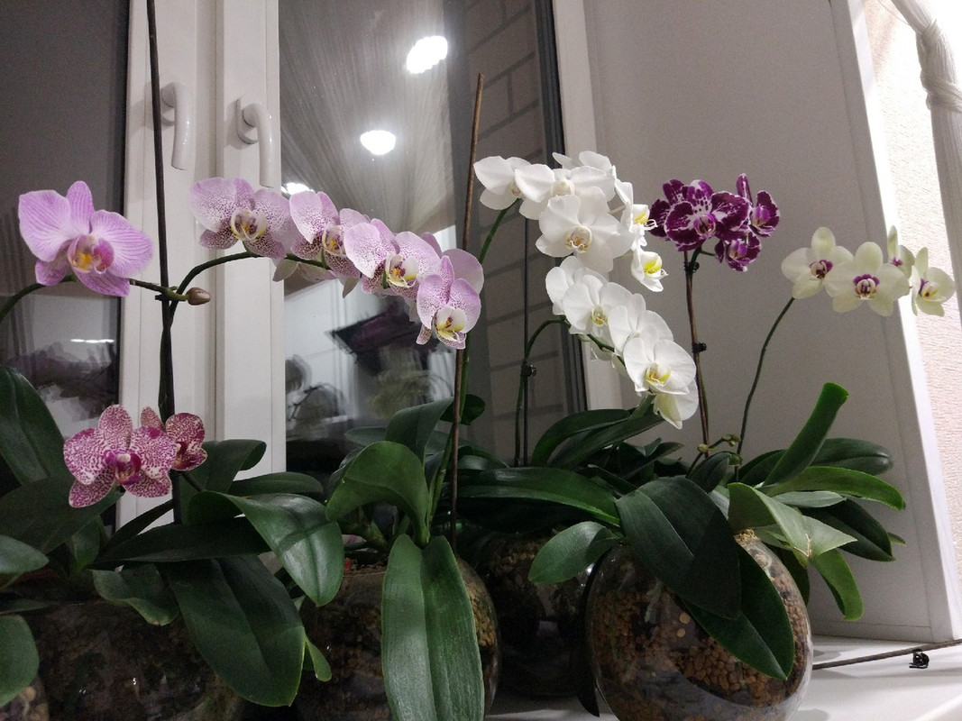 Как вырастить орхидеи на своем подоконнике
