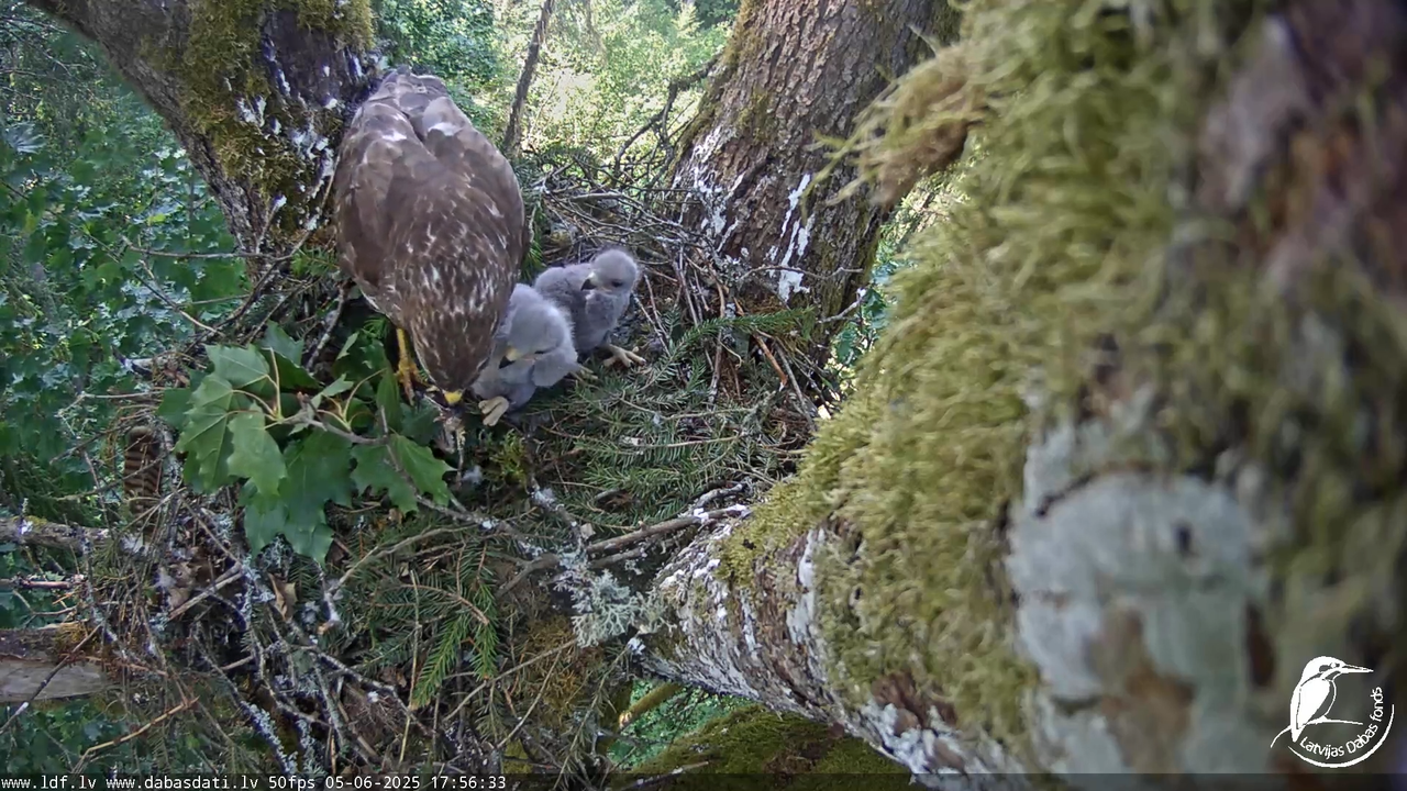 Melnās klijas (Milvus migrans) Kurzemē_ peļu klijāni (Buteo buteo) 13-51-58 screenshot