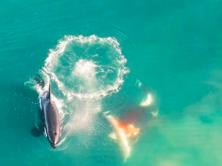 Sorprende video de orcas cazando al gran tiburón blanco