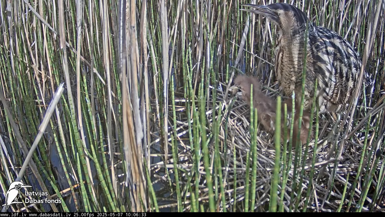 LDF Lielais dumpis (Botaurus stellaris) Zemītes pagastā 13-34-13 screenshot