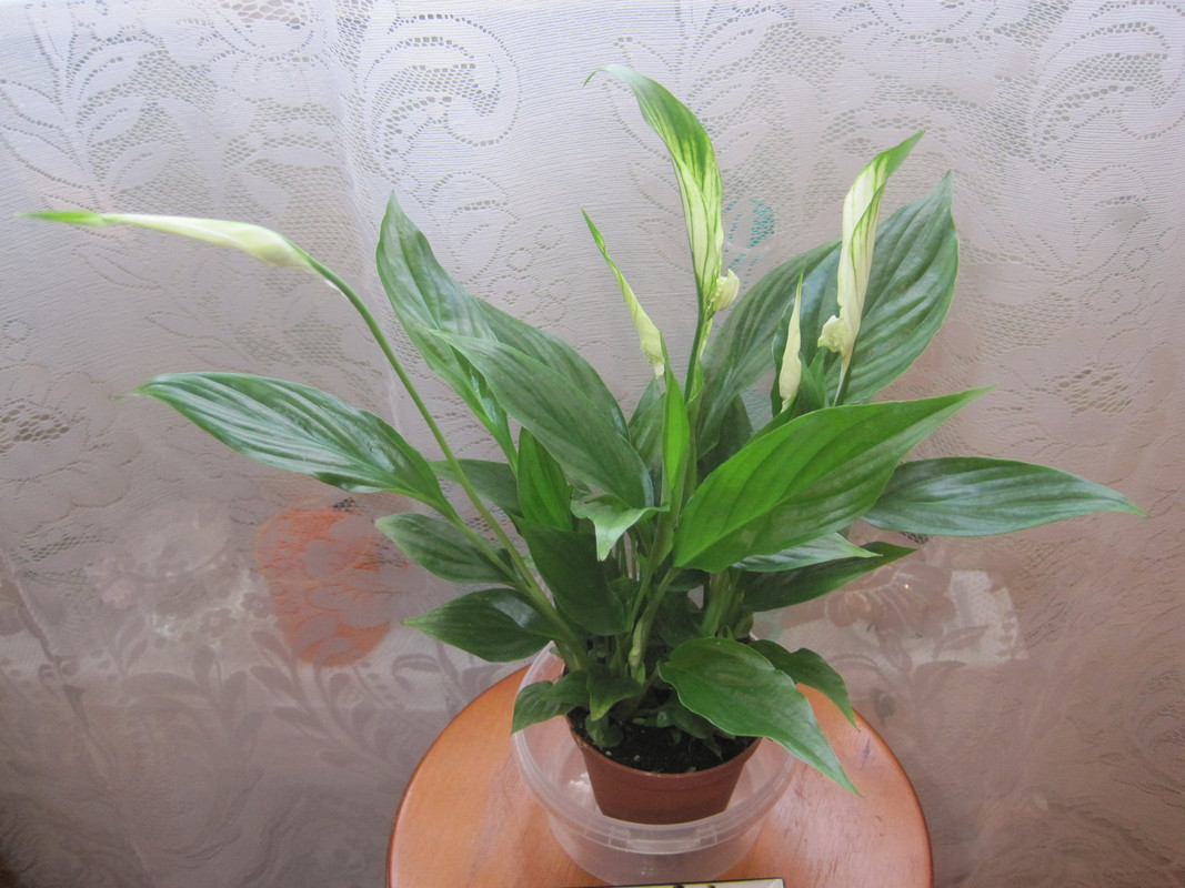 Спатифиллум  Шопен 09 декабря 2018 г