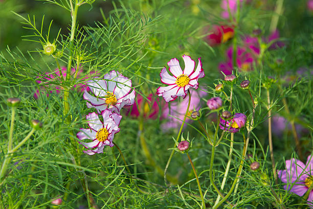 cosmos flower field