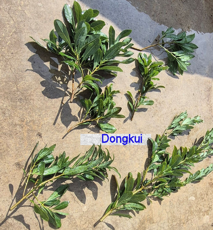 For Sale Dongkui pic100