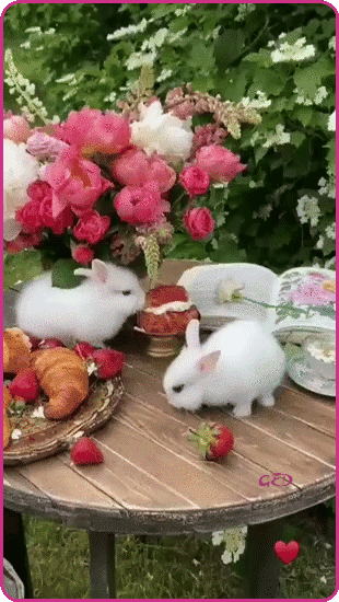060526-lapins-fraises