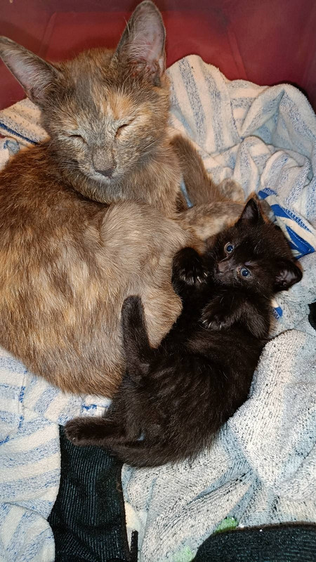 изображение_viber_2024-06-17_08-02-36-351