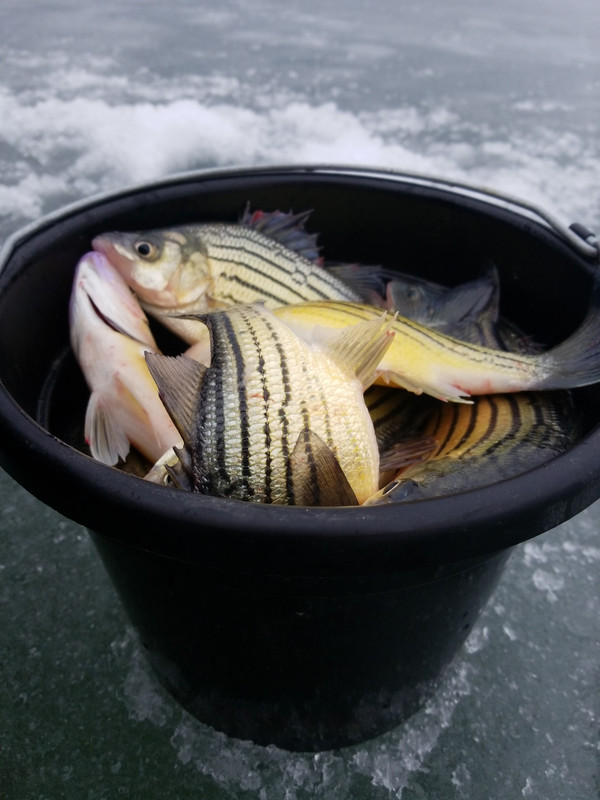 IMG_20190106_125915_01 (1)