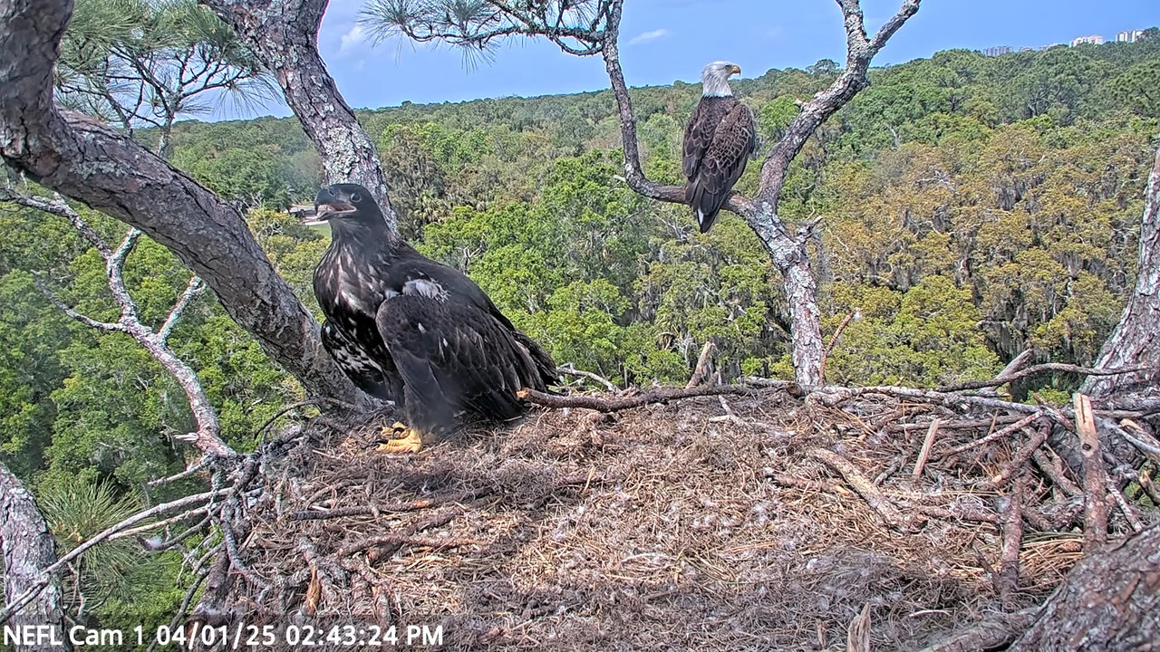NEFL Cam 1 — tiešraidē Bald Eagle Cam 42-49 screenshot