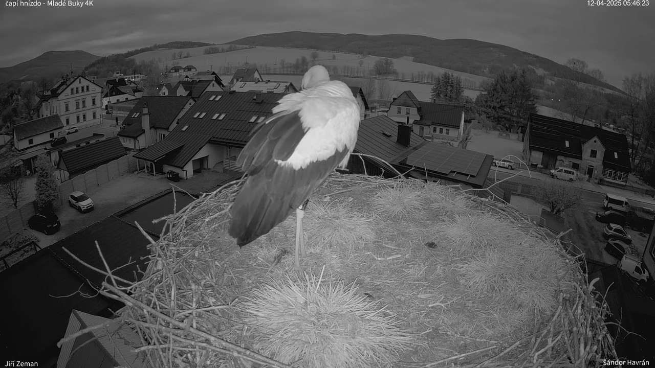 Živá kamera - Mladé Buky - čapí hnízdo 4K 7-59-13 screenshot