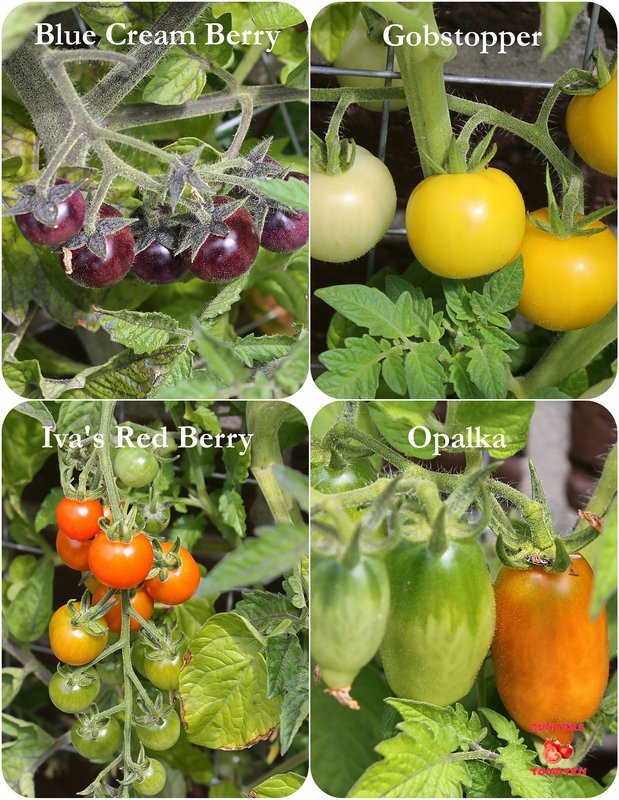 [Bild: Tomaten-12072025.jpg]