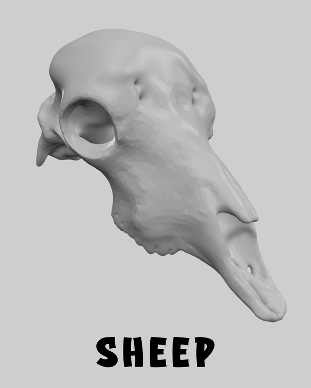 Sheep Skull