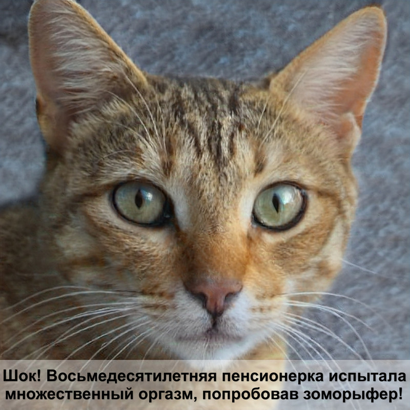 кошка кричит когда трогаешь хвост