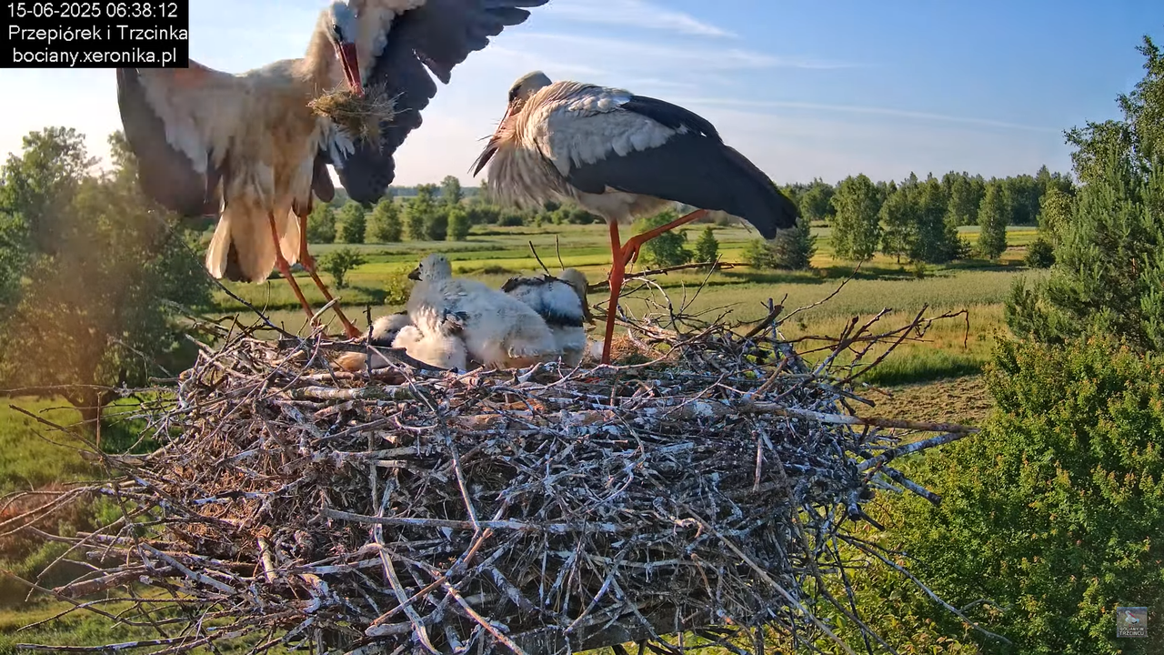15062025bociany7