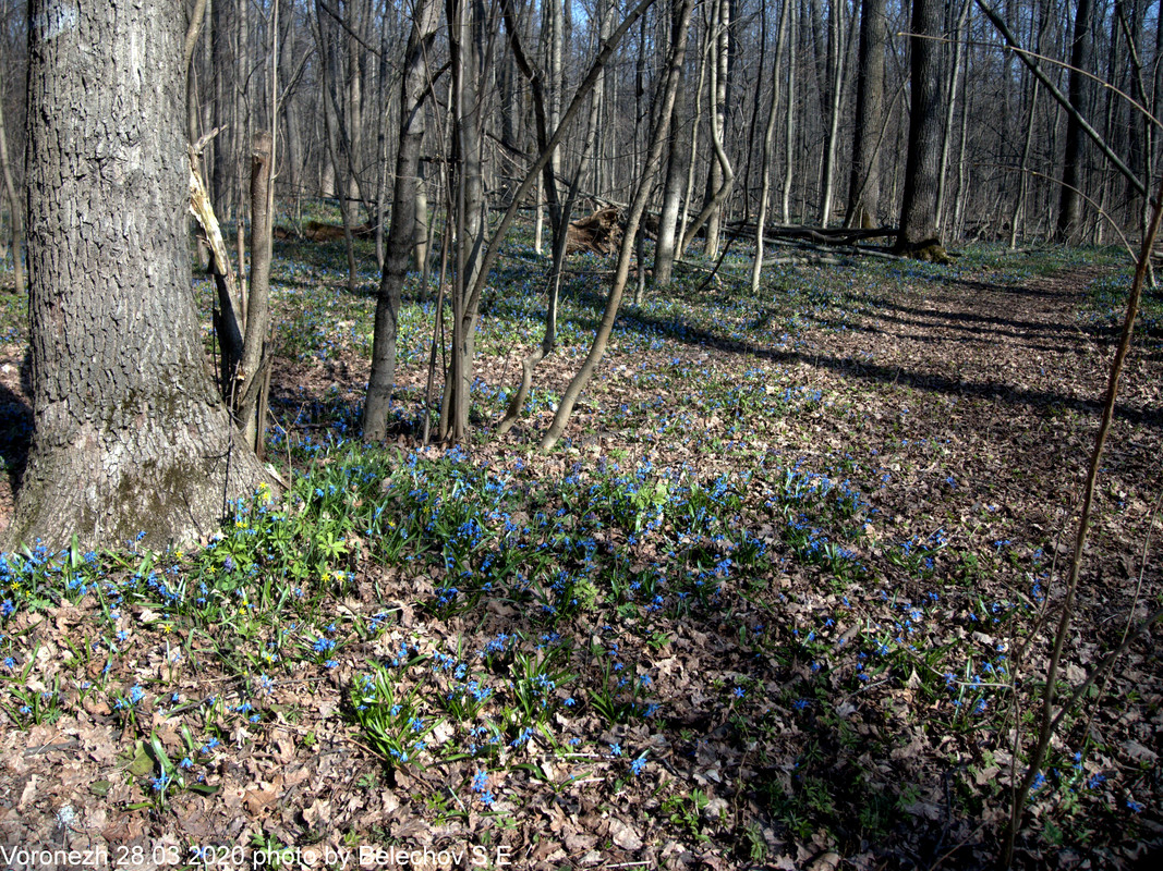 Воронеж, весна, Олимпик Воронеж, весна, Олимпик