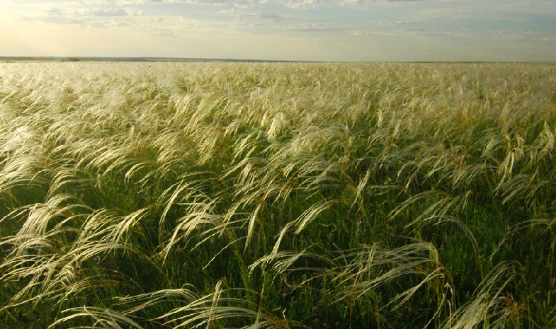 Ковыль история и значение в культуре народов Сибири