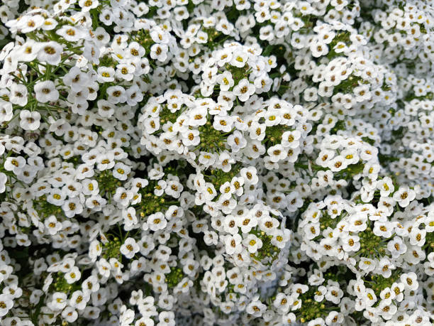 lobularia maritima