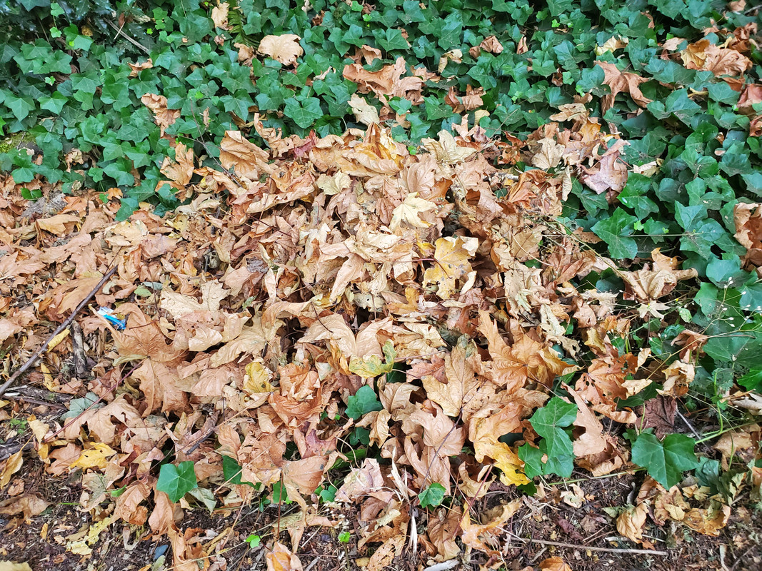 [Image: 20220825-190448.jpg]