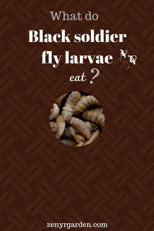what-do-black-soldier-fly-larvae-eat-pin.jpg
