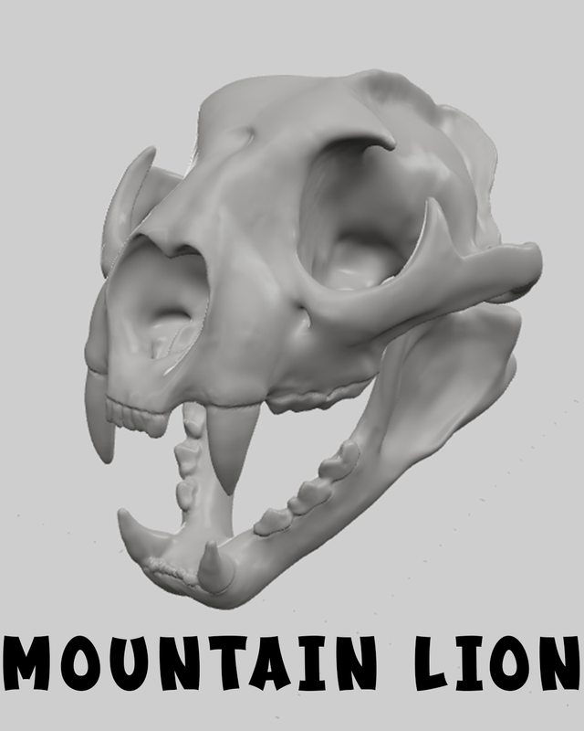 Mountain Lion Skull