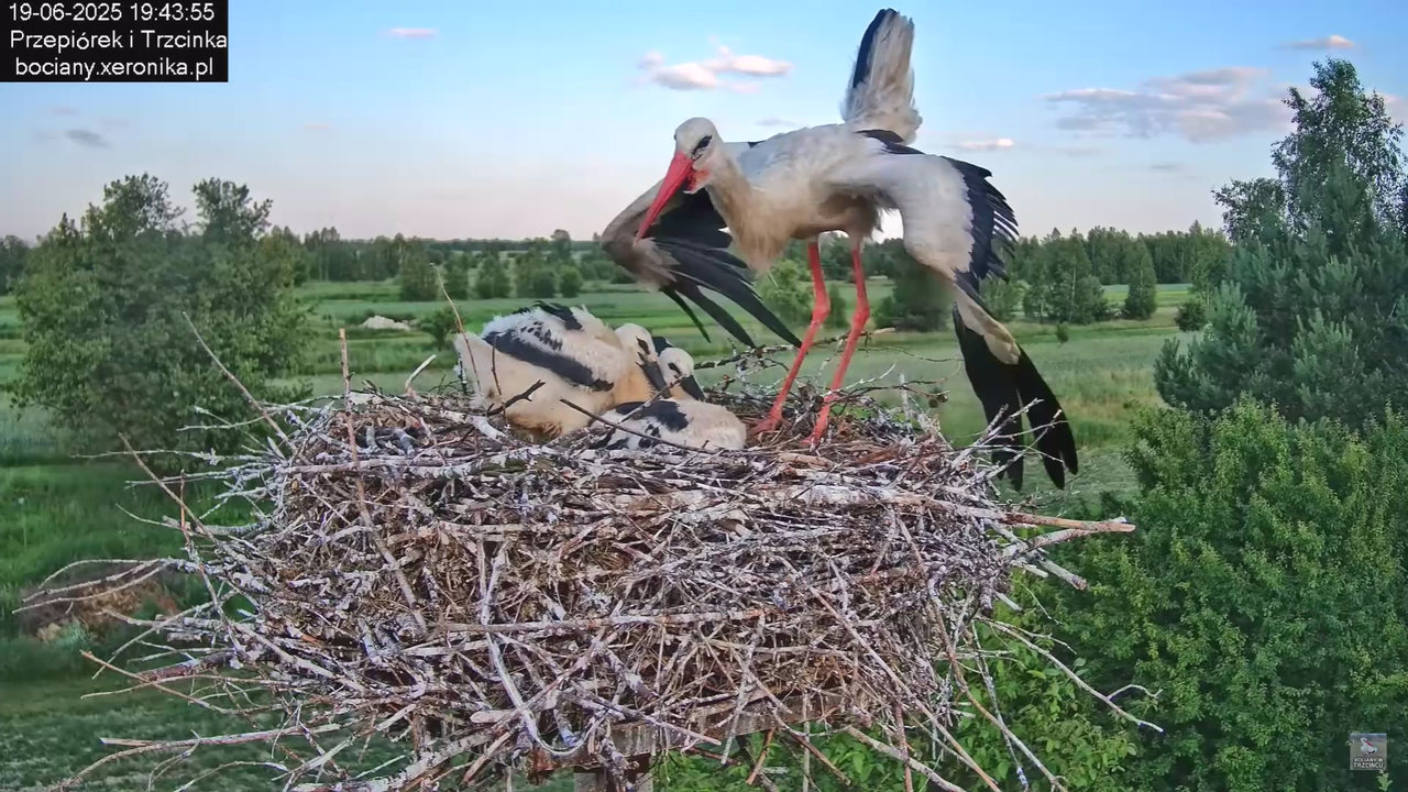 19062025bociany42