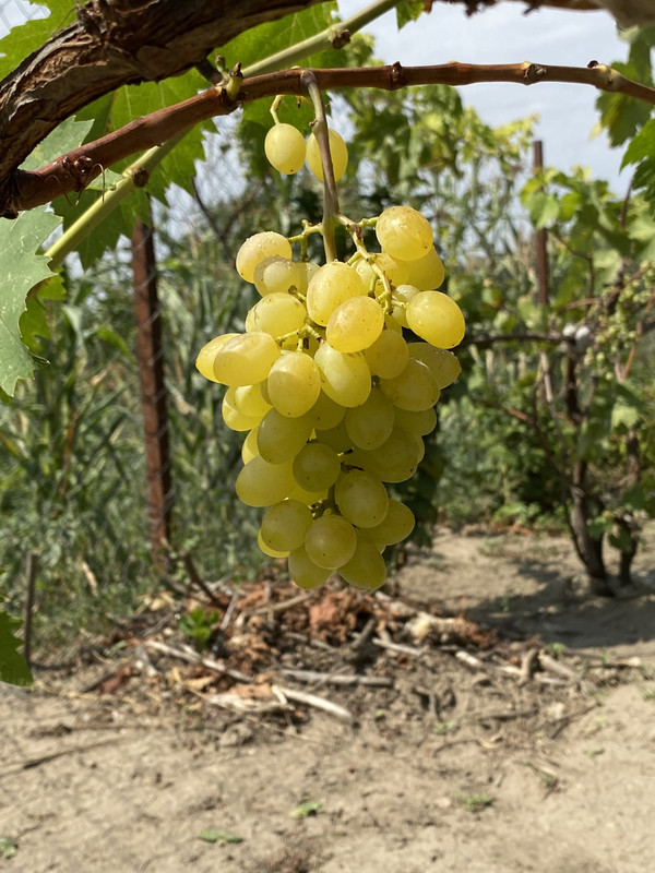 43E6523A-1276-4E2C-94F2-BC77DB8D5A2B