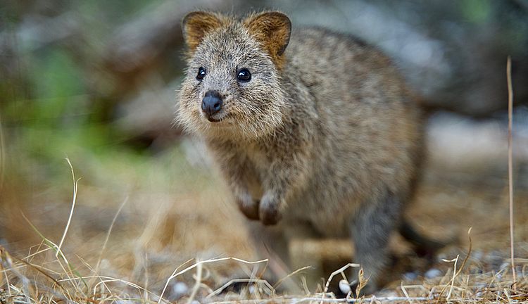 https://i.postimg.cc/xTJfZwgr/quokka.jpg