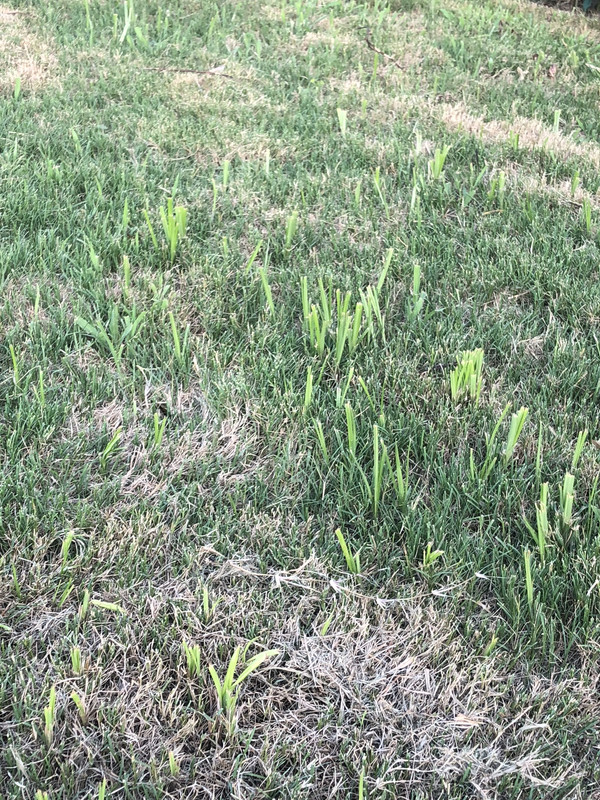 Nutsedge in new Bermuda Lawn Care Forum