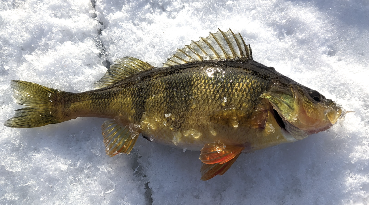 Screenshot 2026 02 15 at 8 44 03 PM