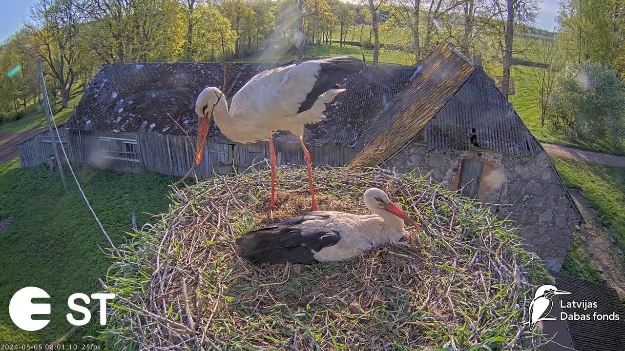 Baltie stārķi (Ciconia ciconia) Tukuma novadā - LDF tiešraide __ White storks in Tukums, Latvia 10-5
