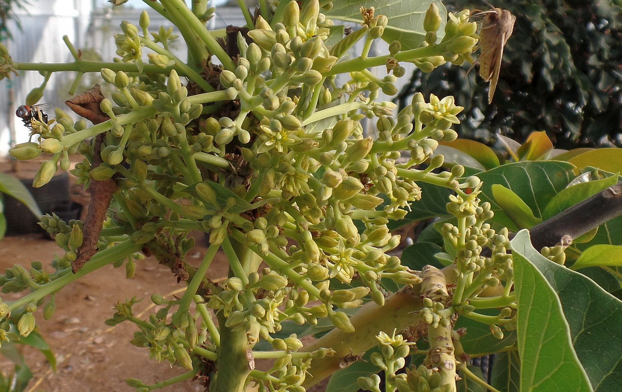 Pollinators2
