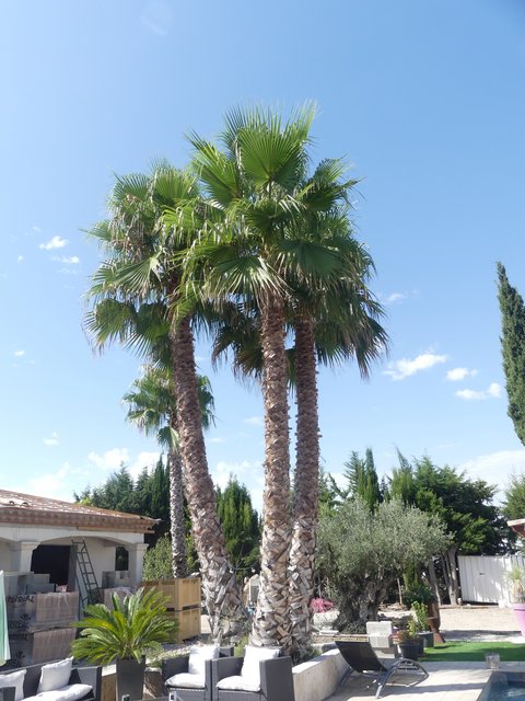 16 aout Marsillargues Carbu et Vachette (30)