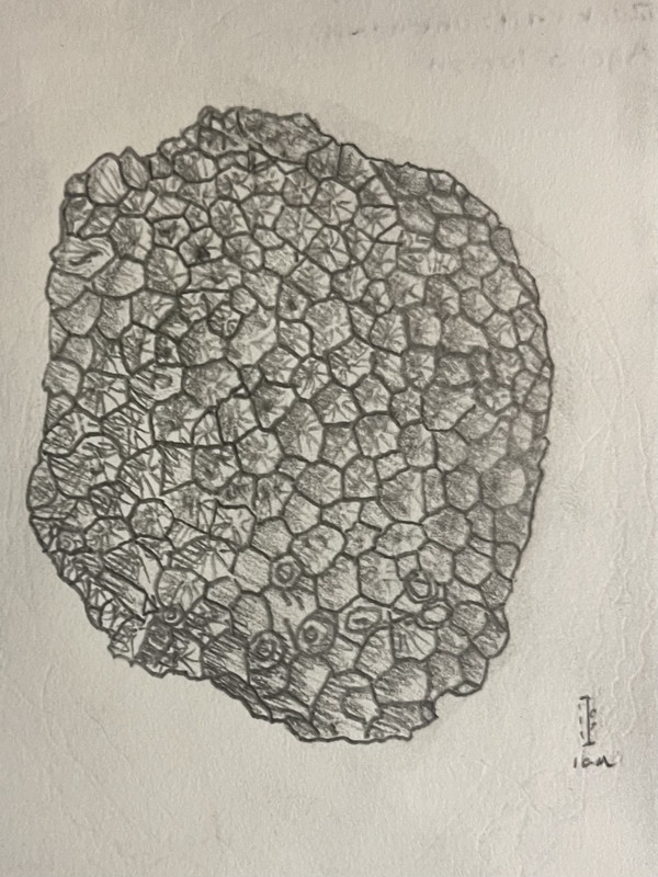 a pencil drawing of a Hexagonaria fossil with a small 1 cm scale bar to the right