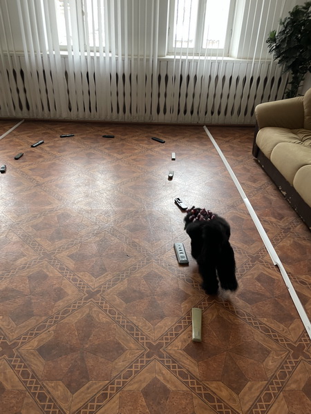 https://i.postimg.cc/xTMjC22t/IMG-4279.jpg