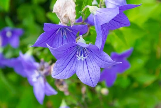 The 17 Most Beautiful Perennial Flowers to Plant in Your Garden 5 thumbnail large 1 7