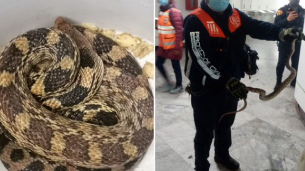 ¡Hay una serpiente en el Metro de la CDMX! La hallaron en la estación Boulevard Puerto Aéreo