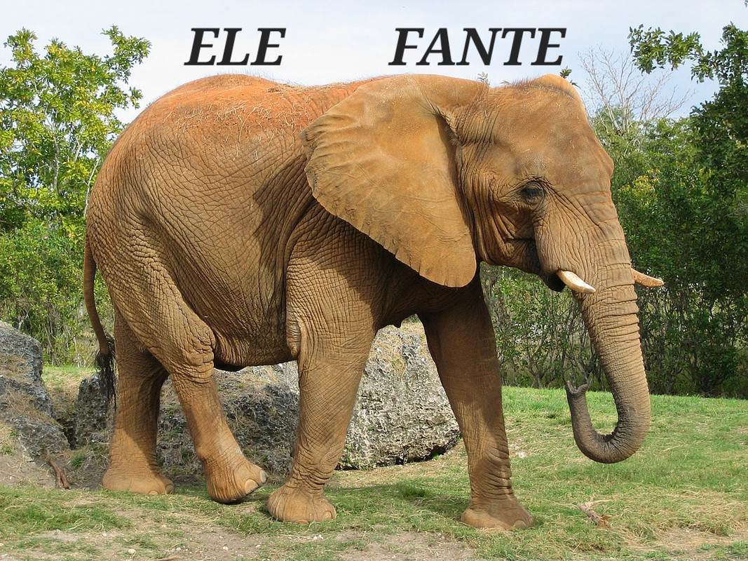 Afrikanischer-Elefant-Zoo-Miami-1.jpg