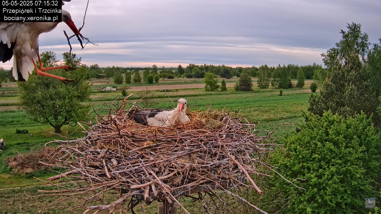 05052025bociany10