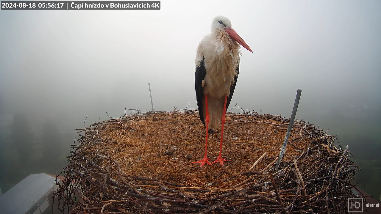 Živě z čapího komína firmy KARA v Bohuslavicích u Trutnova 2-17-0 screenshot