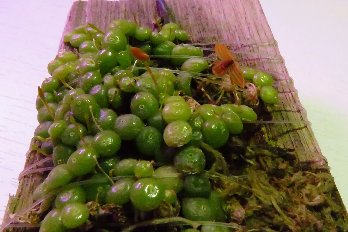 бульбмони2022