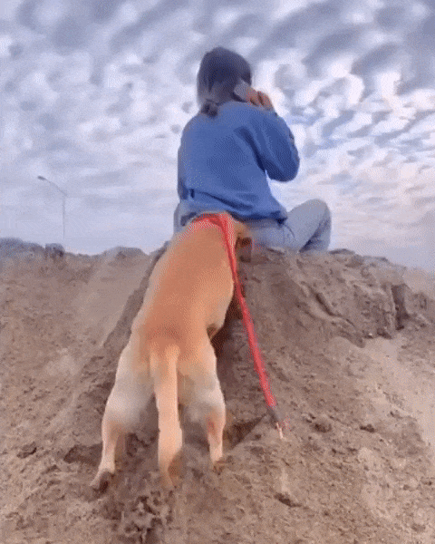https://i.postimg.cc/xTRn4Dtb/ezgif-1-d34375d3b7db.gif
