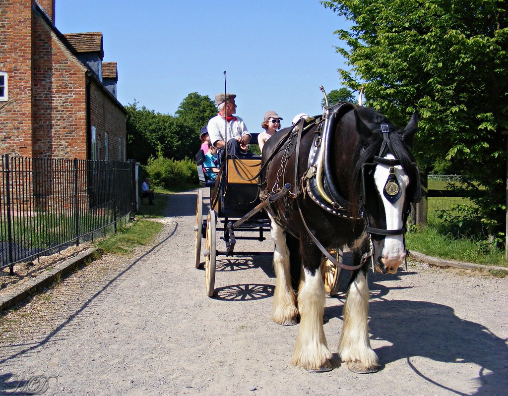 Animals-Horse-cart-Chiltern-HD.jpg