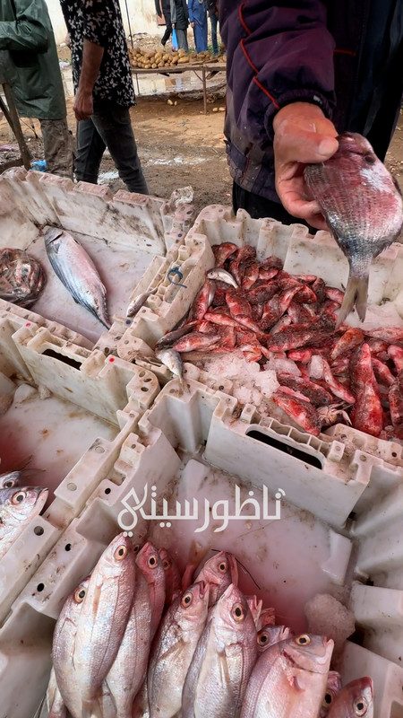 التقطيع .00_04_01_24.Still015