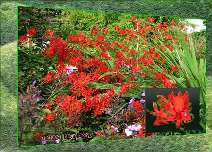 CROCOSMIA-x-CROCOSMIIFLORA-Lucifer-Montbretia